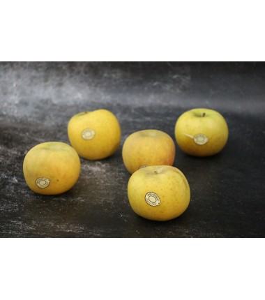 Pomme Chantecler Belchard - Lot de 5