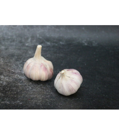 Ail rosé de Lautrec - Lot de 2