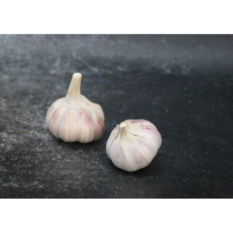 Ail rosé de Lautrec - Lot de 2