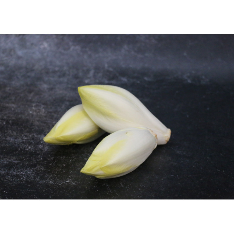 Endive blanche - Lot de 3