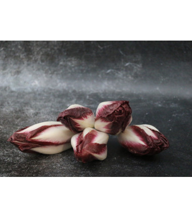 Endive carmine - Lot de 5