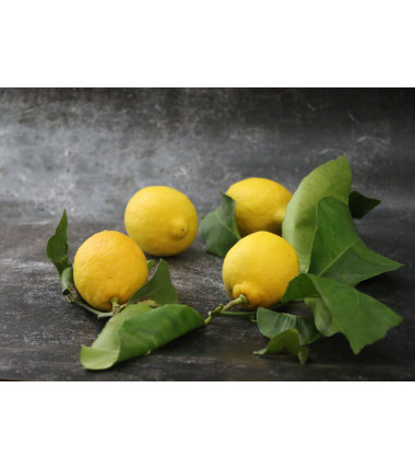 Citron jaune feuille non traité - Lot de 4 en ligne sur Maison Seyssac