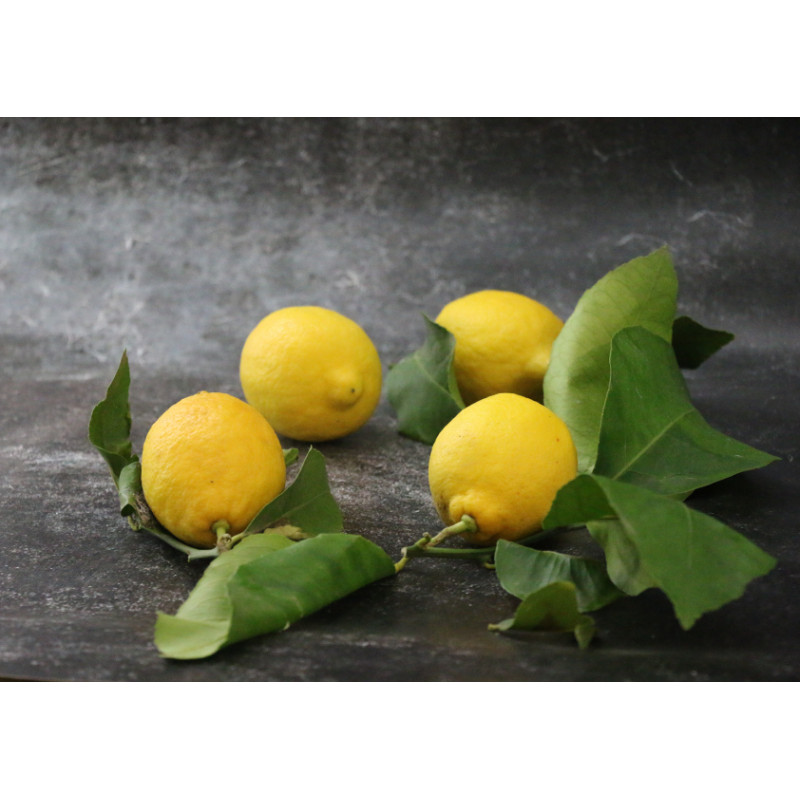 Citron jaune feuille non traité - Lot de 4 en ligne sur Maison Seyssac