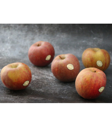 Pomme Boskoop - Lot de 5 en ligne sur Maison Seyssac