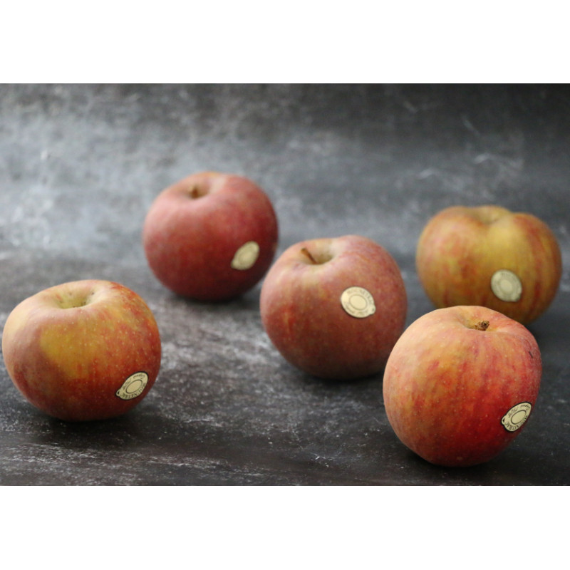 Pomme Boskoop - Lot de 5