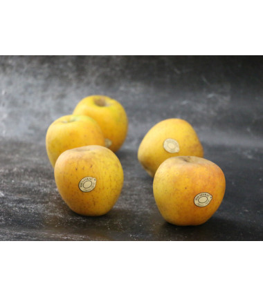 Pomme Goldrush - Lot de 5